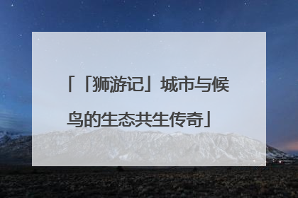 「狮游记」城市与候鸟的生态共生传奇