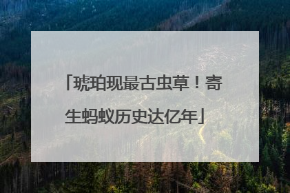 琥珀现最古虫草！寄生蚂蚁历史达亿年