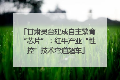 甘肃灵台建成自主繁育“芯片”：红牛产业“性控”技术弯道超车