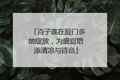 百子莲在厦门多地绽放，为盛夏增添清凉与诗意
