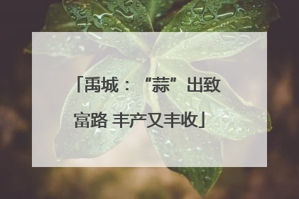 禹城：“蒜”出致富路 丰产又丰收
