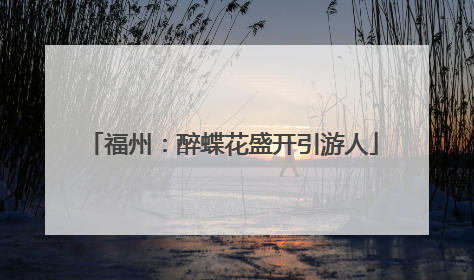 福州：醉蝶花盛开引游人