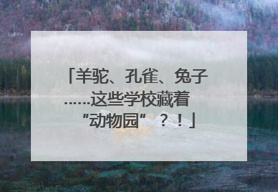 羊驼、孔雀、兔子……这些学校藏着 “动物园”？！