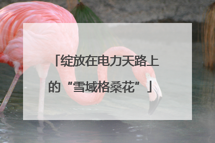 绽放在电力天路上的“雪域格桑花”