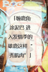 缠鹿角 涂泥巴 进入发情季的雄鹿这样“秀肌肉”