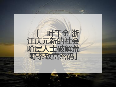 一叶千金 浙江庆元新的社会阶层人士破解荒野茶致富密码