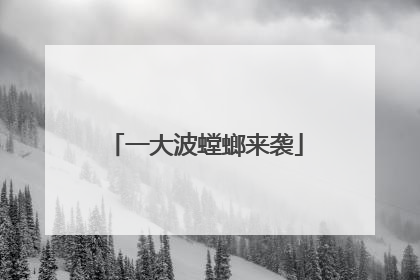 一大波螳螂来袭