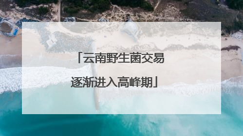 云南野生菌交易逐渐进入高峰期