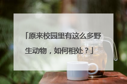 原来校园里有这么多野生动物，如何相处？