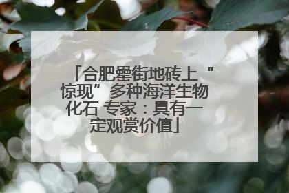 合肥罍街地砖上“惊现”多种海洋生物化石 专家：具有一定观赏价值