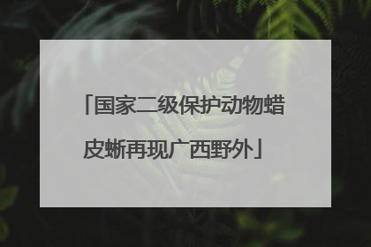 国家二级保护动物蜡皮蜥再现广西野外