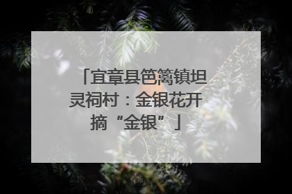 宜章县笆篱镇坦灵祠村：金银花开摘“金银”
