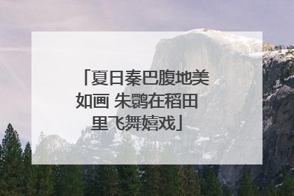 夏日秦巴腹地美如画 朱鹮在稻田里飞舞嬉戏