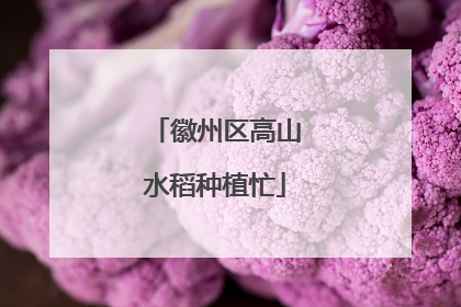 徽州区高山水稻种植忙