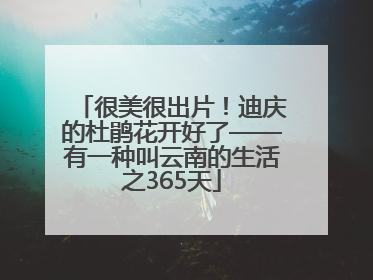 很美很出片！迪庆的杜鹃花开好了——有一种叫云南的生活之365天