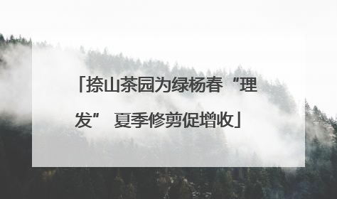捺山茶园为绿杨春“理发” 夏季修剪促增收