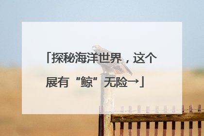 探秘海洋世界，这个展有“鲸”无险→