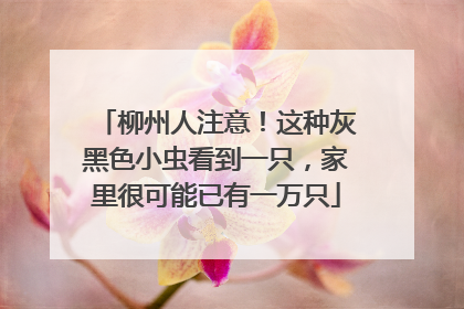 柳州人注意！这种灰黑色小虫看到一只，家里很可能已有一万只