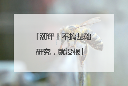 潮评丨不搞基础研究，就没根