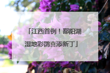 江西首例！鄱阳湖湿地彩鹮喜添新丁