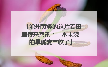 沧州黄骅的这片麦田里传来喜讯：一水未浇的旱碱麦丰收了