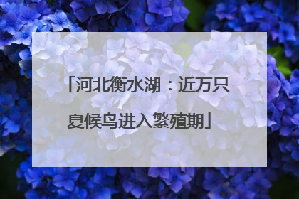 河北衡水湖：近万只夏候鸟进入繁殖期