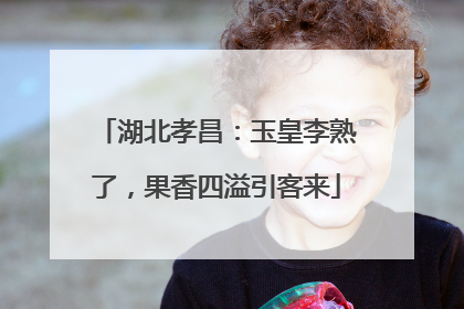 湖北孝昌：玉皇李熟了，果香四溢引客来