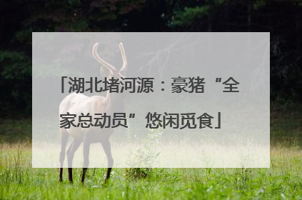湖北堵河源：豪猪“全家总动员”悠闲觅食
