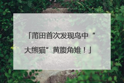 莆田首次发现鸟中“大熊猫”黄腹角雉！