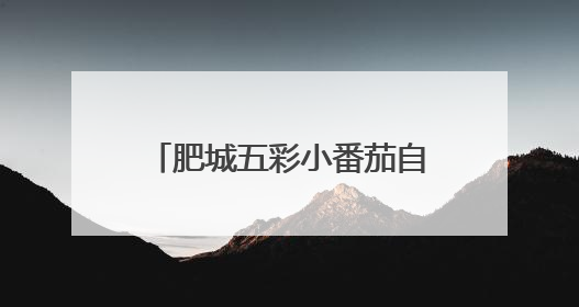 肥城五彩小番茄自带“销量密码”