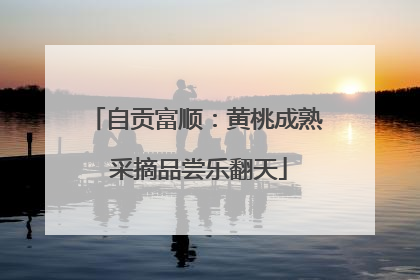 自贡富顺：黄桃成熟 采摘品尝乐翻天