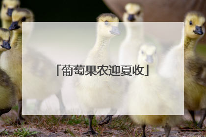 葡萄果农迎夏收