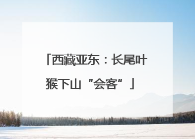 西藏亚东：长尾叶猴下山“会客”