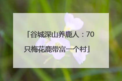 谷城深山养鹿人：70只梅花鹿带富一个村