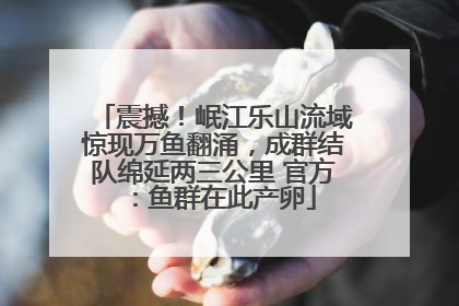 震撼！岷江乐山流域惊现万鱼翻涌，成群结队绵延两三公里 官方：鱼群在此产卵