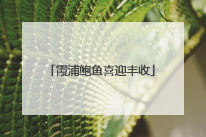 霞浦鲍鱼喜迎丰收