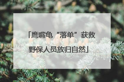 鹰嘴龟“落单”获救 野保人员放归自然
