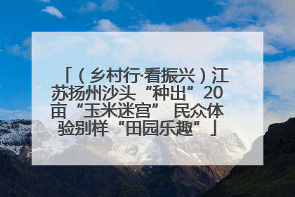 （乡村行·看振兴）江苏扬州沙头“种出”20亩“玉米迷宫” 民众体验别样“田园乐趣”