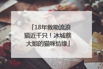 18年救助流浪猫近千只！冰城蔡大姐的猫咪情缘