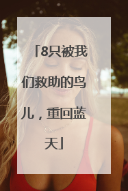 8只被我们救助的鸟儿，重回蓝天